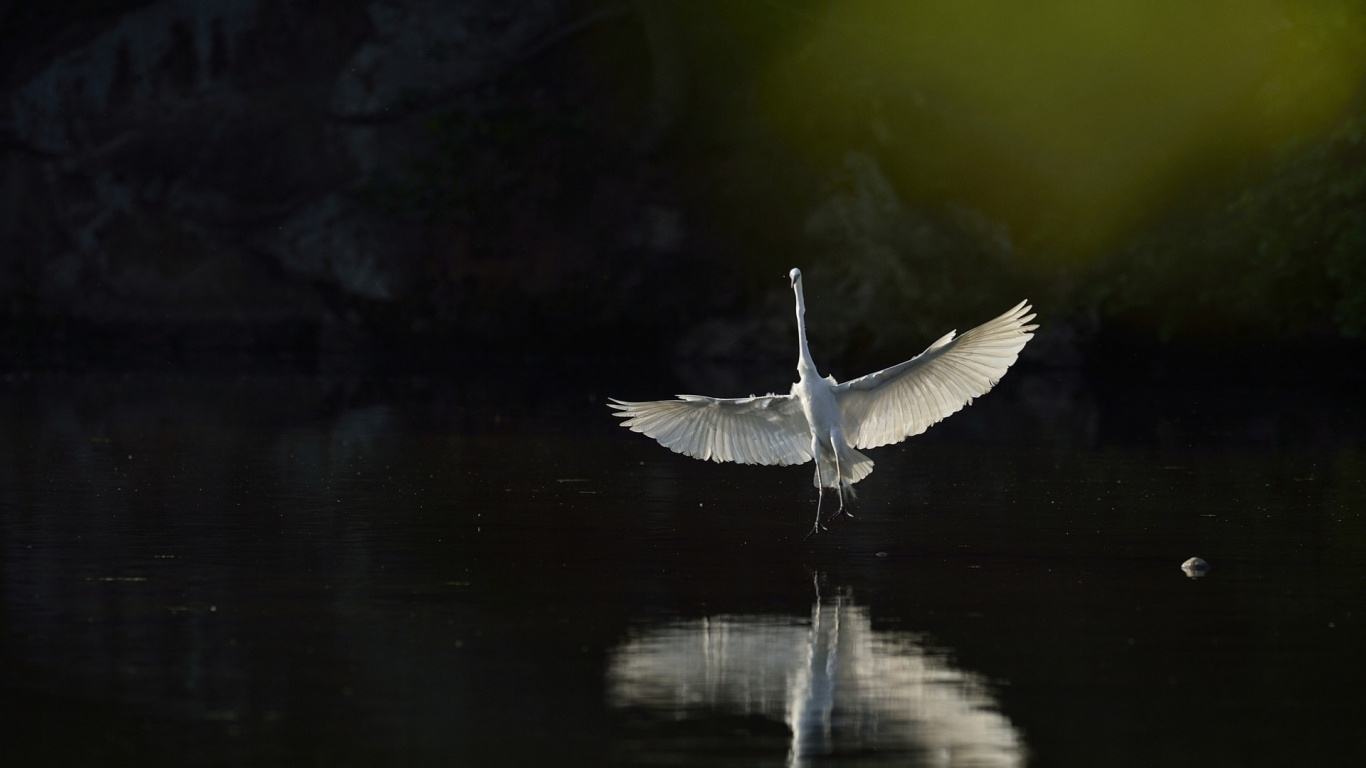Oiseau Blanc Survolant le Lac Pendant la Journée. Wallpaper in 1366x768 Resolution
