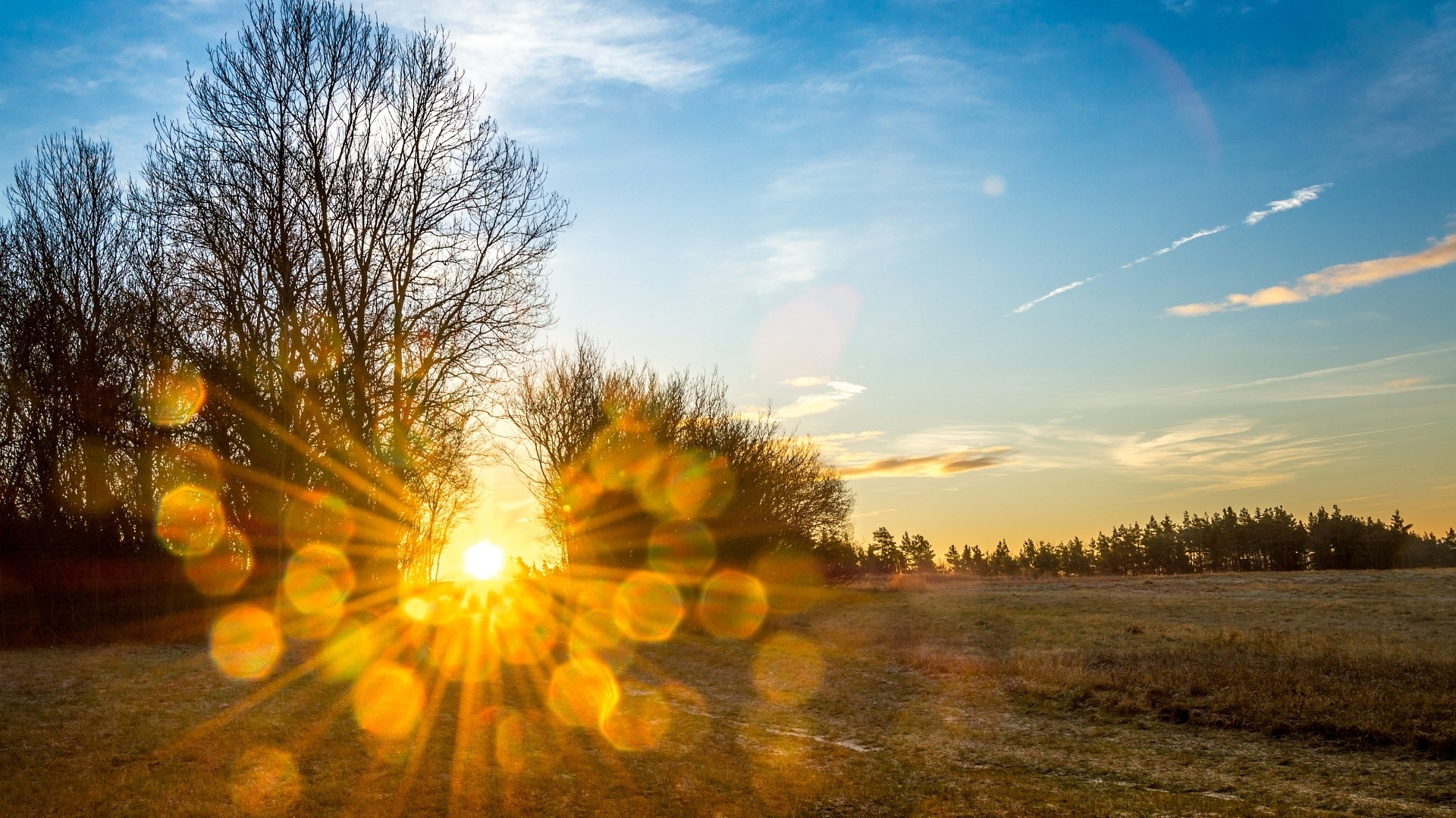 Leafless Trees Under Blue Sky During Daytime. Wallpaper in 1920x1080 Resolution