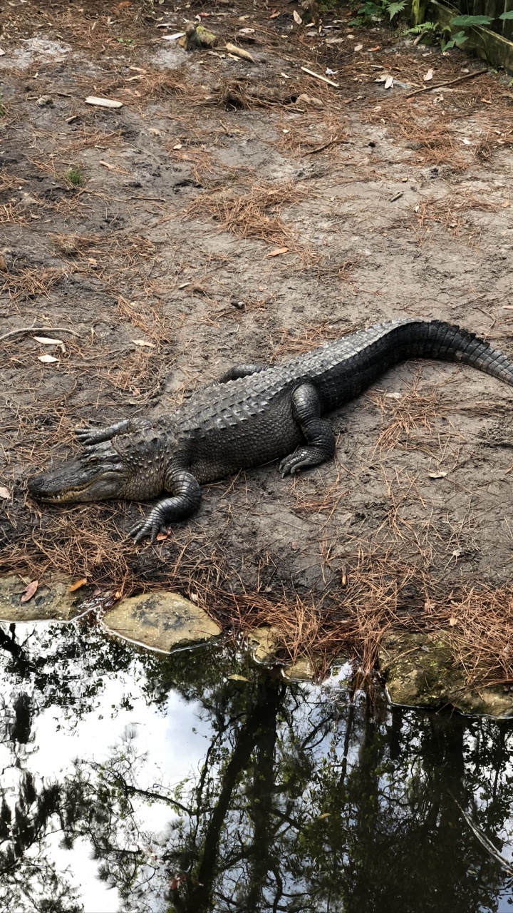 Alligator Américain, Crocodile, Reptile, L'échelle de Reptiles, Pour Les Animaux Terrestres. Wallpaper in 720x1280 Resolution