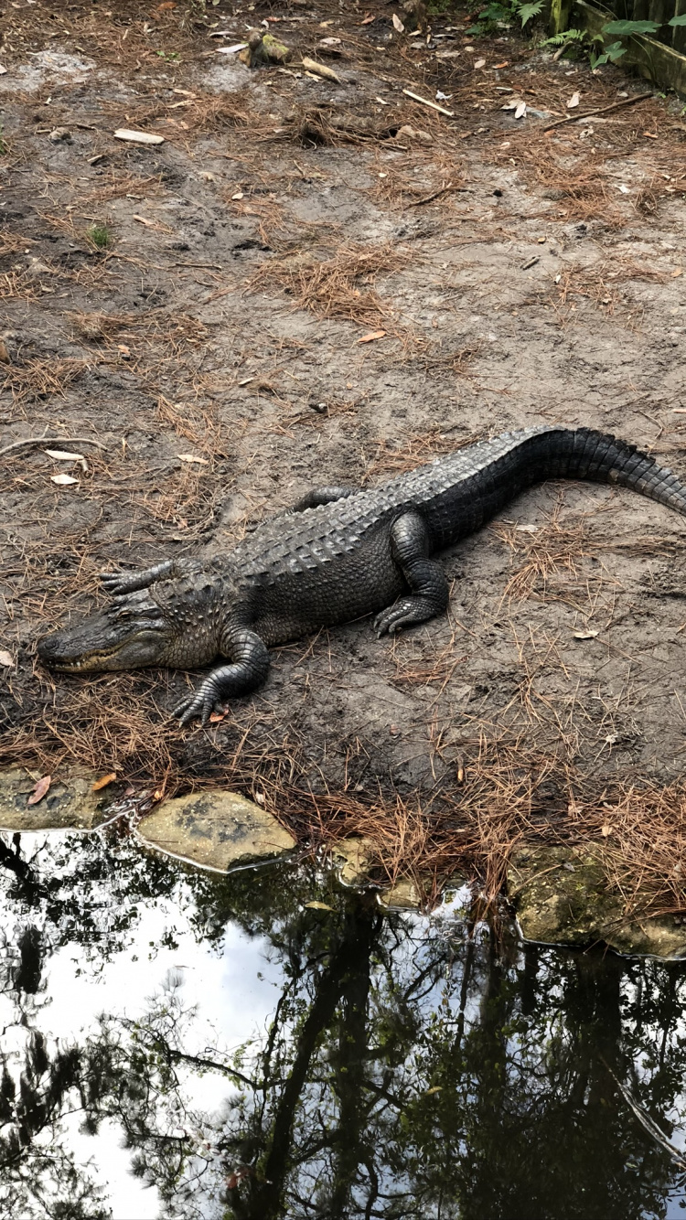 Alligator Américain, Crocodile, Reptile, L'échelle de Reptiles, Pour Les Animaux Terrestres. Wallpaper in 750x1334 Resolution