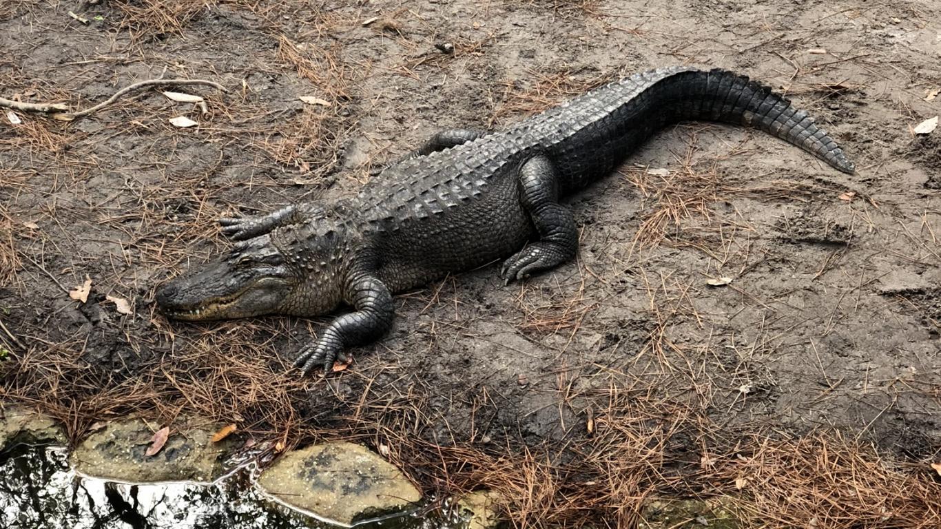 American Alligator, Crocodiles, Reptile, Scaled Reptile, Terrestrial Animal. Wallpaper in 1366x768 Resolution