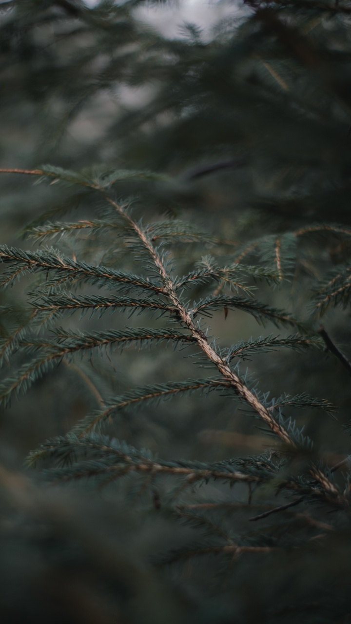 Abeto de Bosques de Abetos, Helada, Pino, el Pino de la Familia, Planta Terrestre. Wallpaper in 720x1280 Resolution