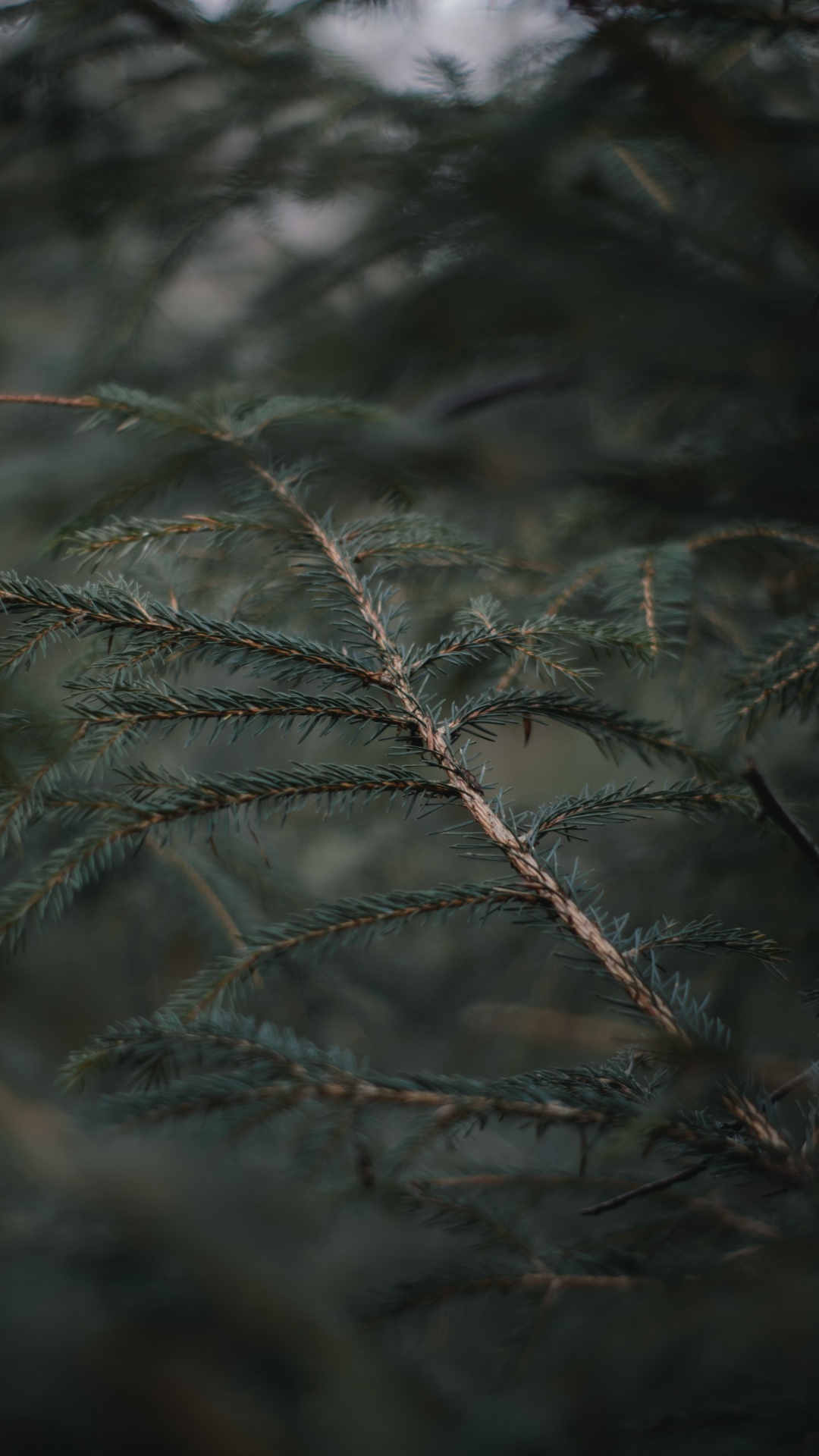 Forêts de Sapins, D'épinettes, Gel, Ciel, Pin, Famille Des Pins. Wallpaper in 1080x1920 Resolution
