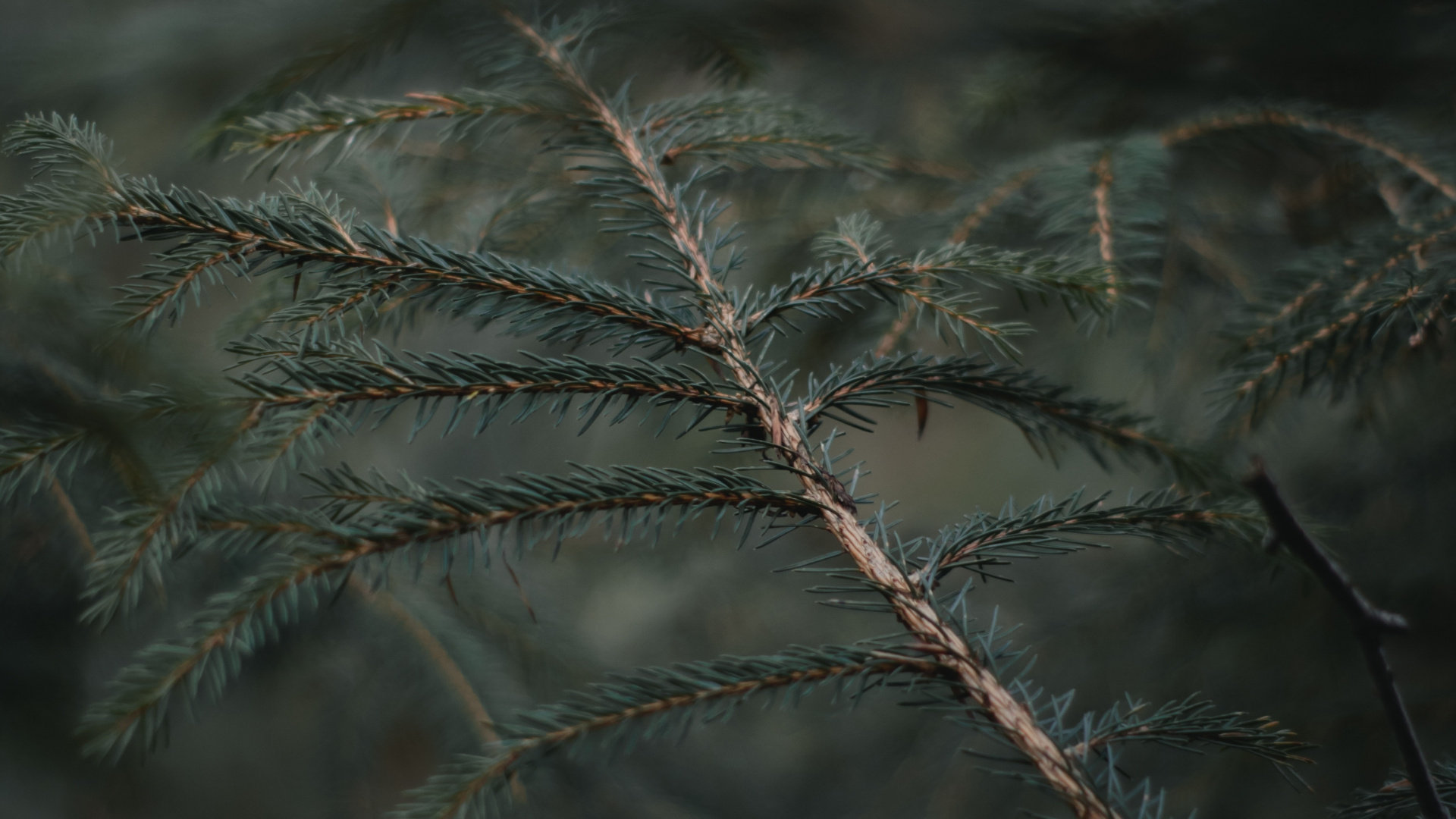 Forêts de Sapins, D'épinettes, Gel, Ciel, Pin, Famille Des Pins. Wallpaper in 1920x1080 Resolution