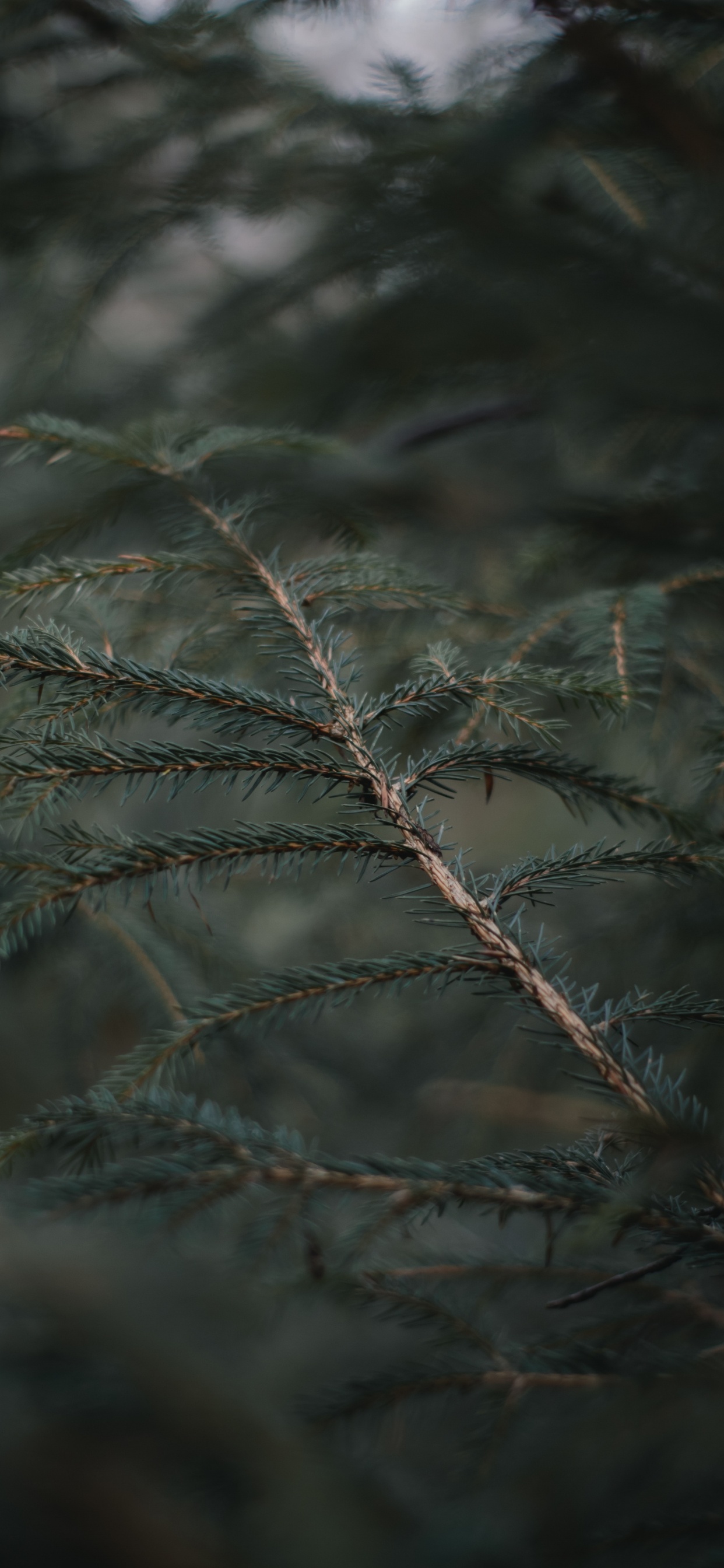 Spruce Fir Forests, Frost, Sky, Pine, Pine Family. Wallpaper in 1242x2688 Resolution