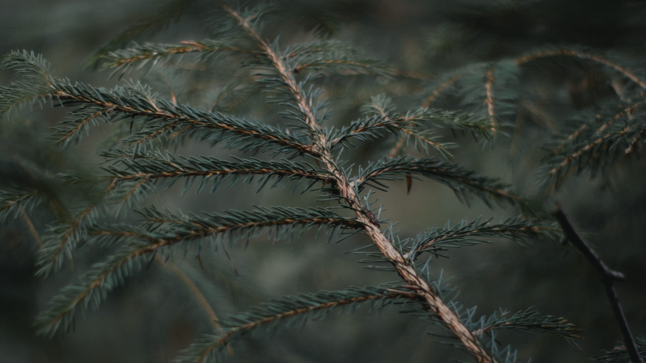 Spruce Fir Forests, Frost, Sky, Pine, Pine Family. Wallpaper in 1280x720 Resolution