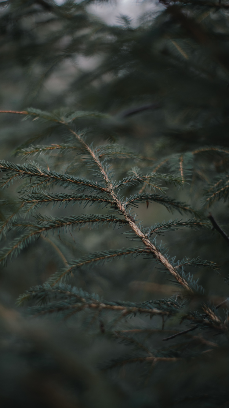 Spruce Fir Forests, Frost, Sky, Pine, Pine Family. Wallpaper in 750x1334 Resolution