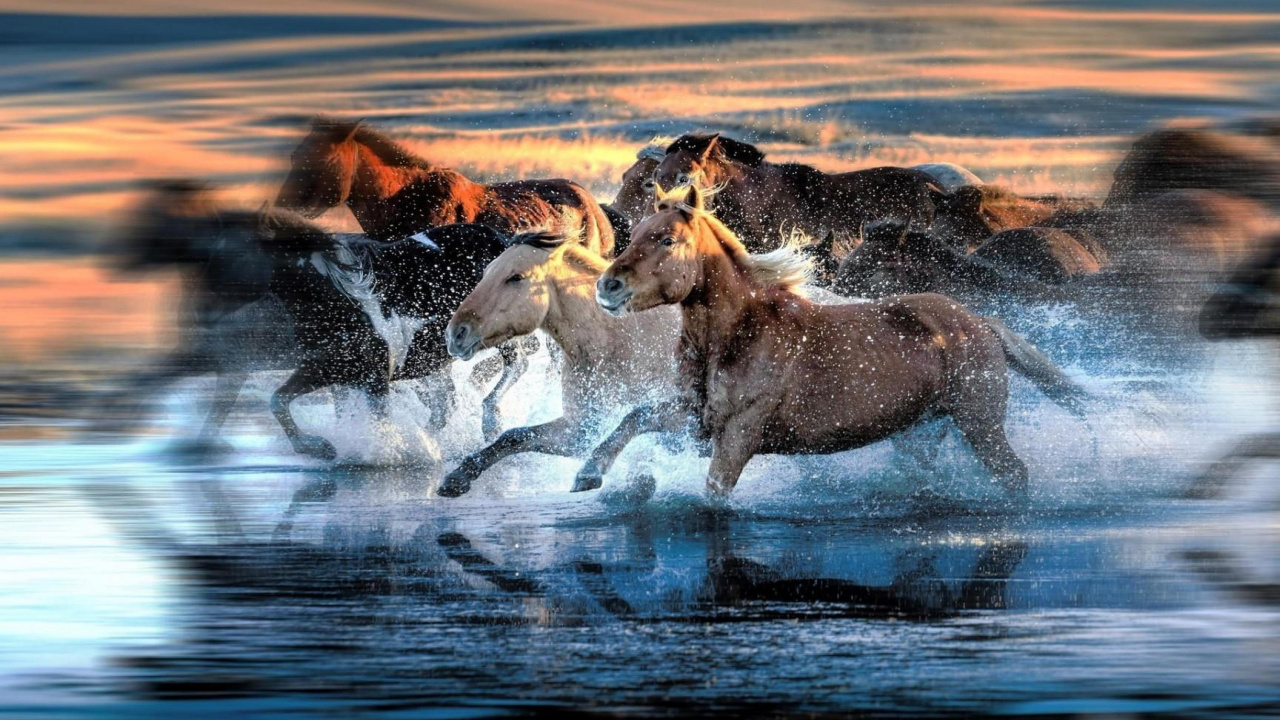 Brown and White Horse Running on Water During Daytime. Wallpaper in 1280x720 Resolution