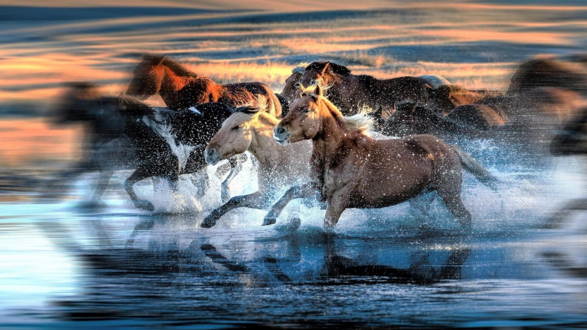 Brown and White Horse Running on Water During Daytime. Wallpaper in 1920x1080 Resolution