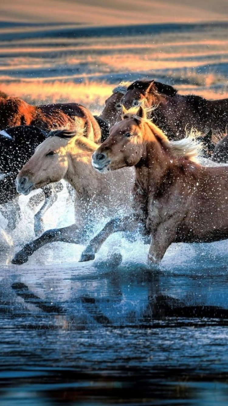 Brown and White Horse Running on Water During Daytime. Wallpaper in 750x1334 Resolution