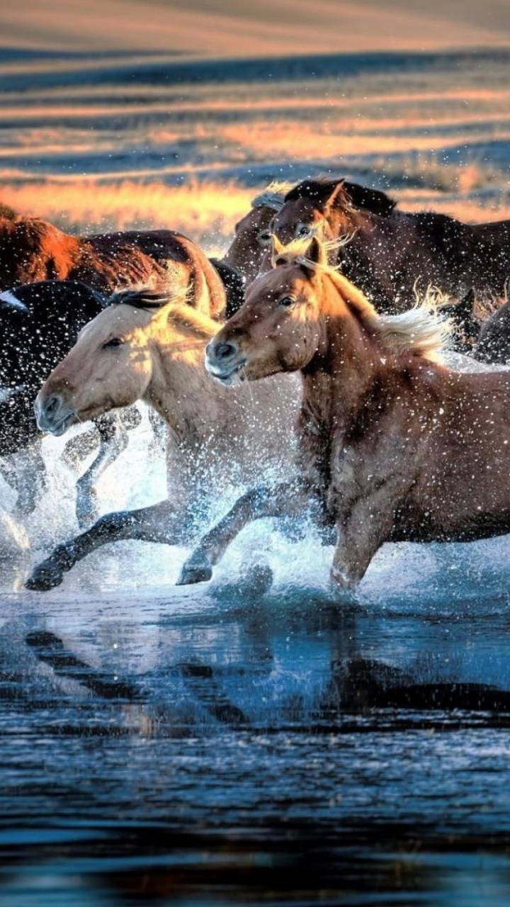 Caballo Marrón y Blanco Corriendo Sobre el Agua Durante el Día. Wallpaper in 720x1280 Resolution