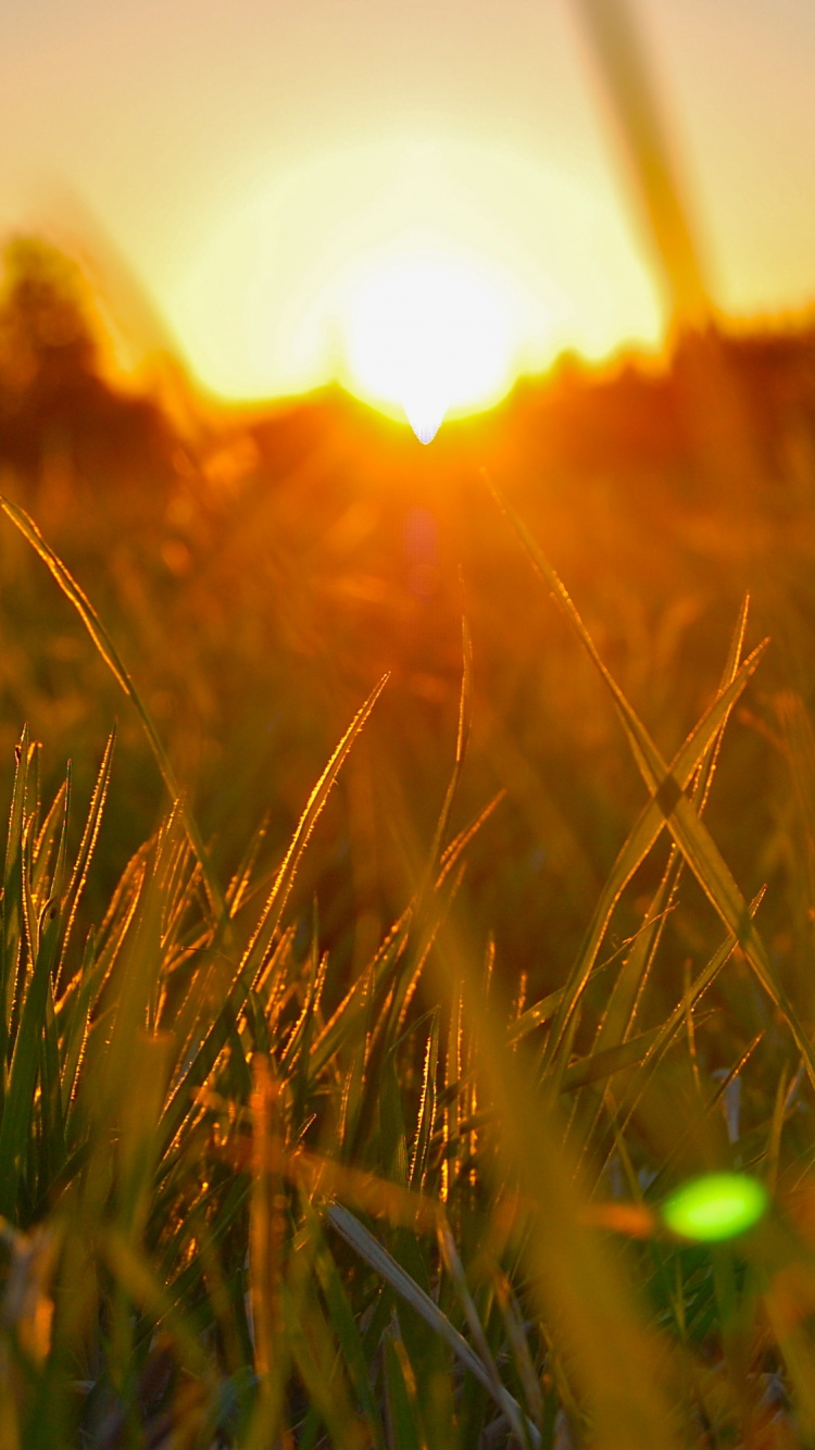 Campo de Hierba Verde Durante la Puesta de Sol. Wallpaper in 750x1334 Resolution