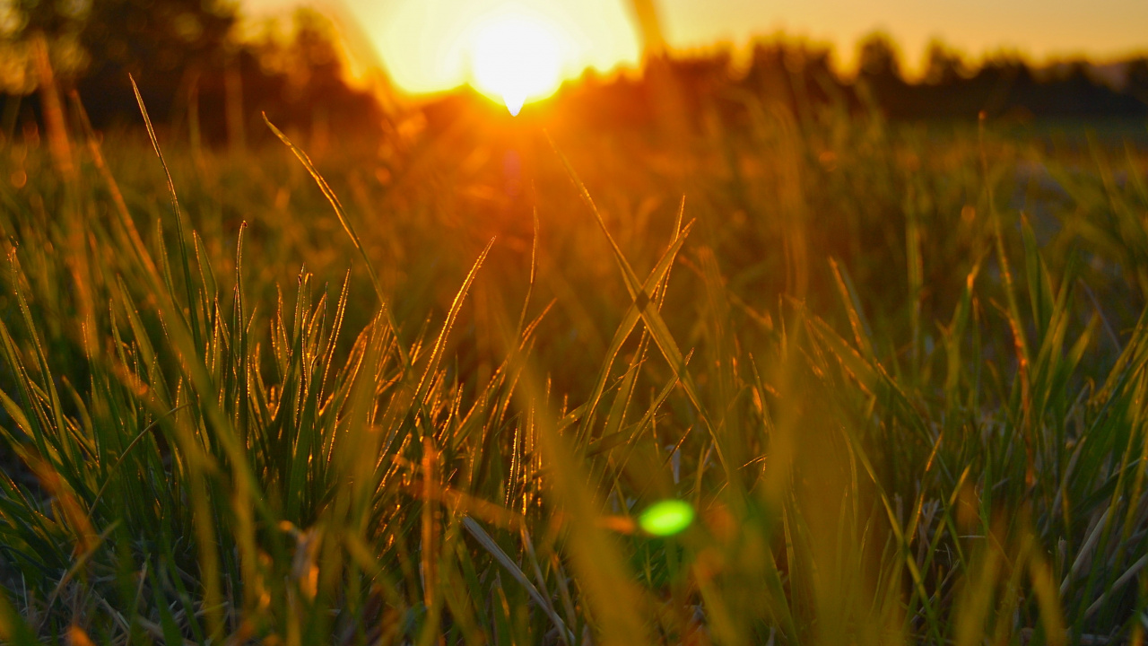 Champ D'herbe Verte Pendant le Coucher du Soleil. Wallpaper in 1280x720 Resolution