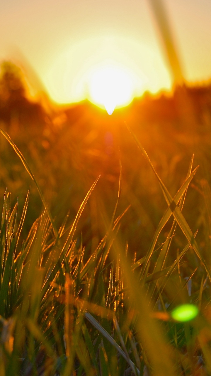 Green Grass Field During Sunset. Wallpaper in 720x1280 Resolution