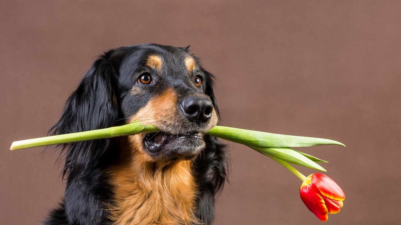 Schwarz-brauner Kurzhaariger Hund. Wallpaper in 1366x768 Resolution