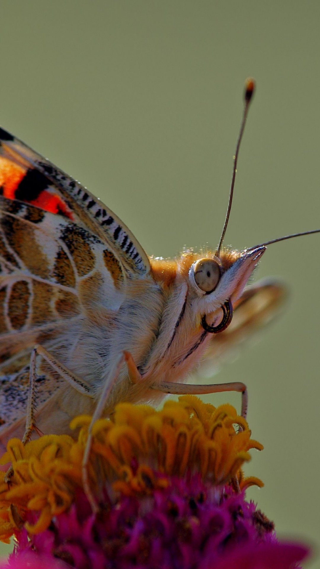 Dama Pintada de Mariposas Encaramado Sobre Una Flor Morada en la Fotografía de Cerca Durante el Día. Wallpaper in 1080x1920 Resolution