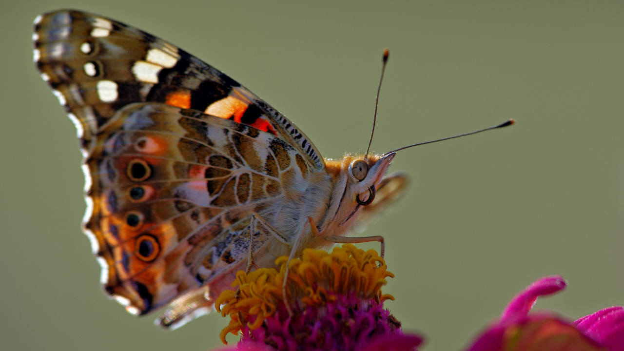 Belle Dame Papillon Perché Sur Fleur Pourpre en Photographie Rapprochée Pendant la Journée. Wallpaper in 1280x720 Resolution