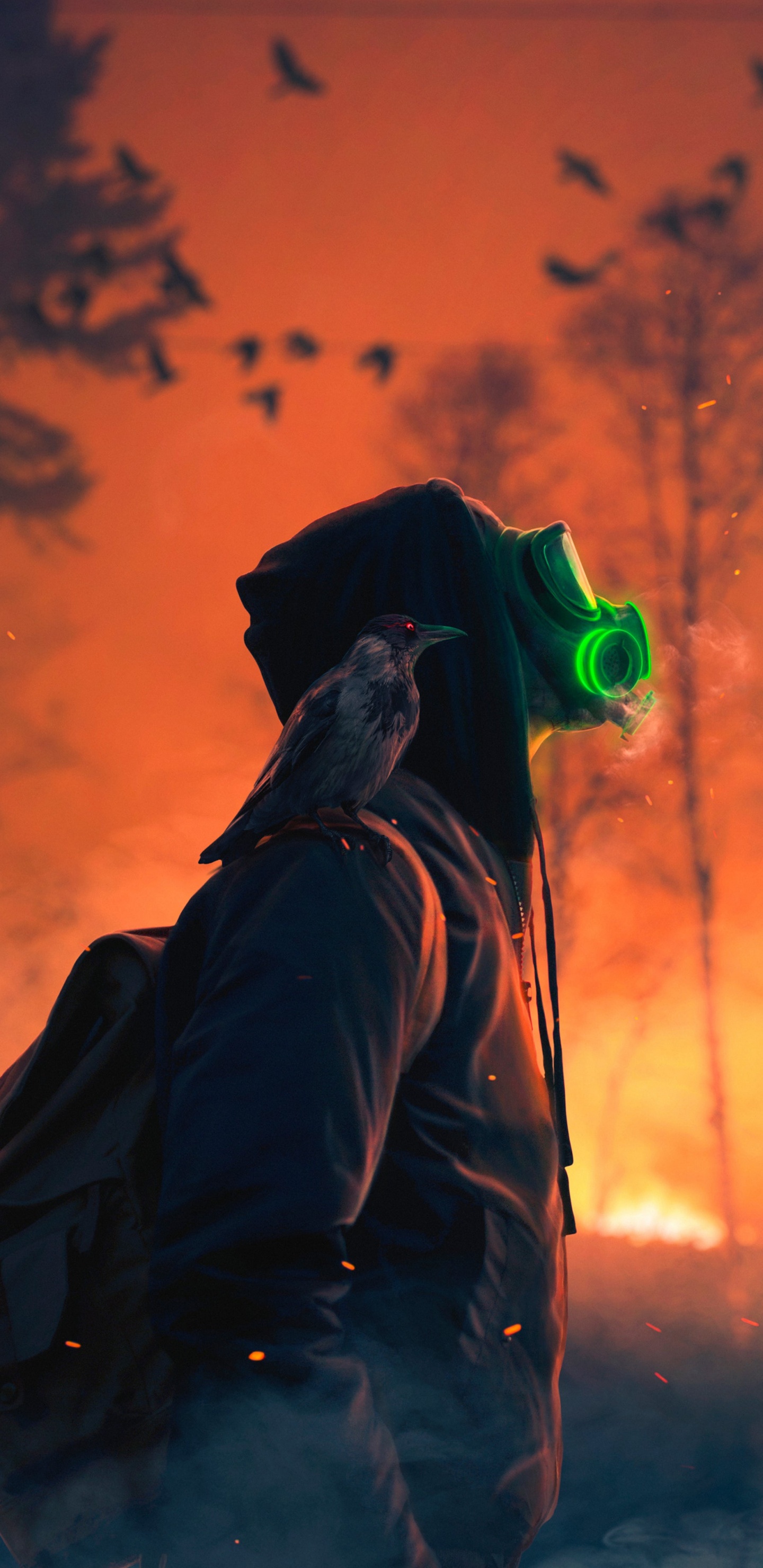 橙色, 鸟, 夹克, 和阴影的色彩, 羽毛 壁纸 1440x2960 允许