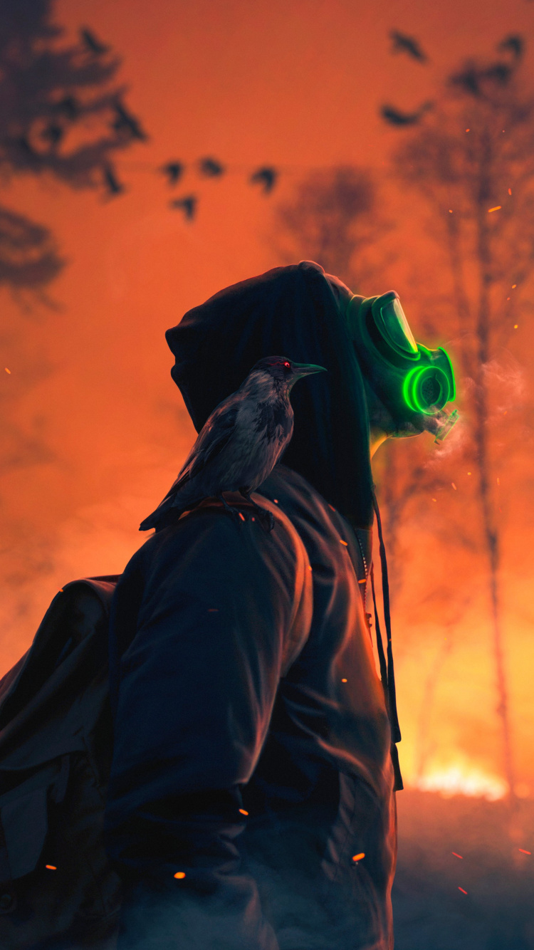 橙色, 鸟, 夹克, 和阴影的色彩, 羽毛 壁纸 750x1334 允许