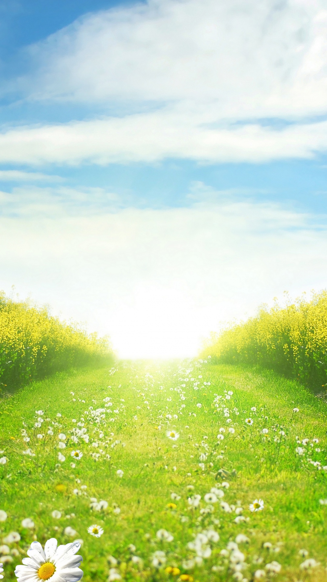 White Flowers on Green Grass Field Under Blue Sky During Daytime. Wallpaper in 1080x1920 Resolution