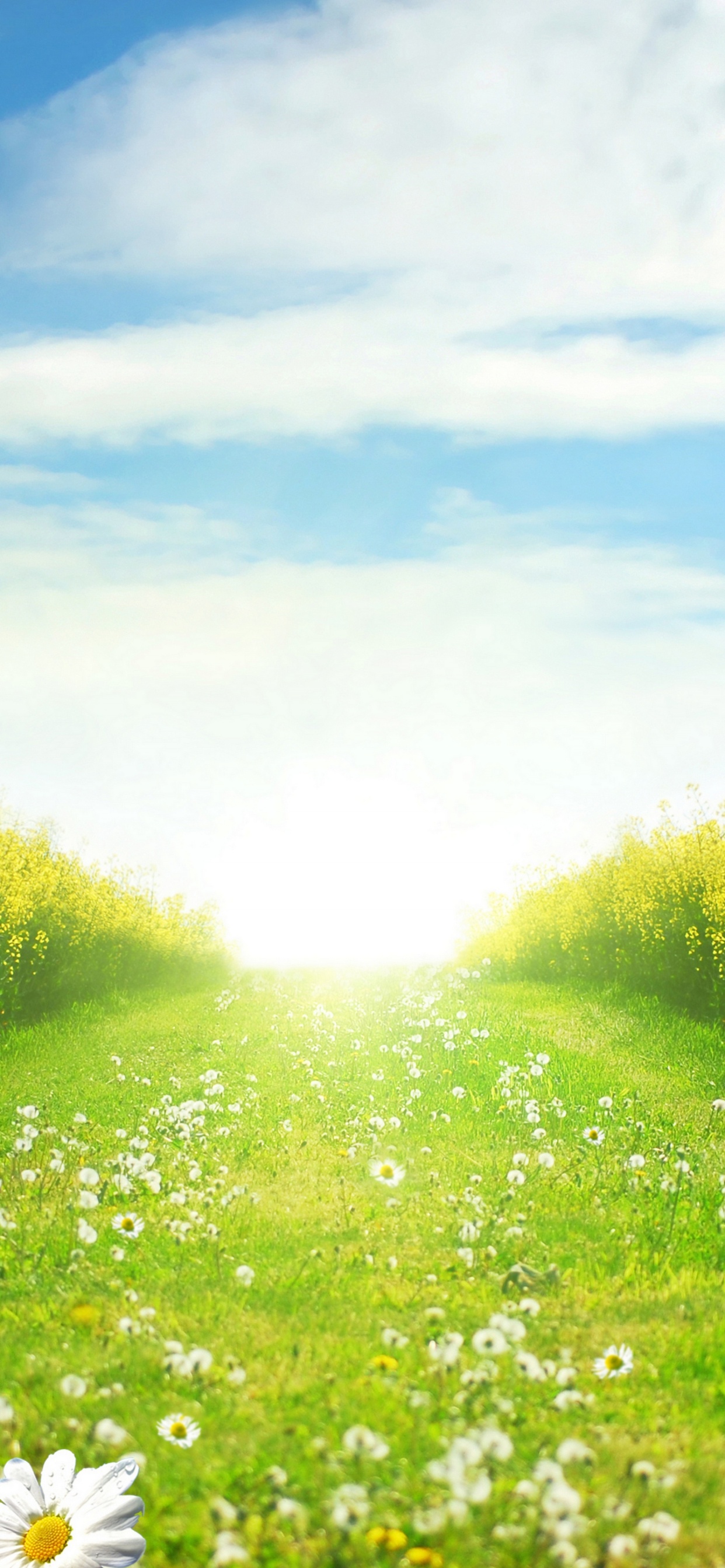 White Flowers on Green Grass Field Under Blue Sky During Daytime. Wallpaper in 1242x2688 Resolution