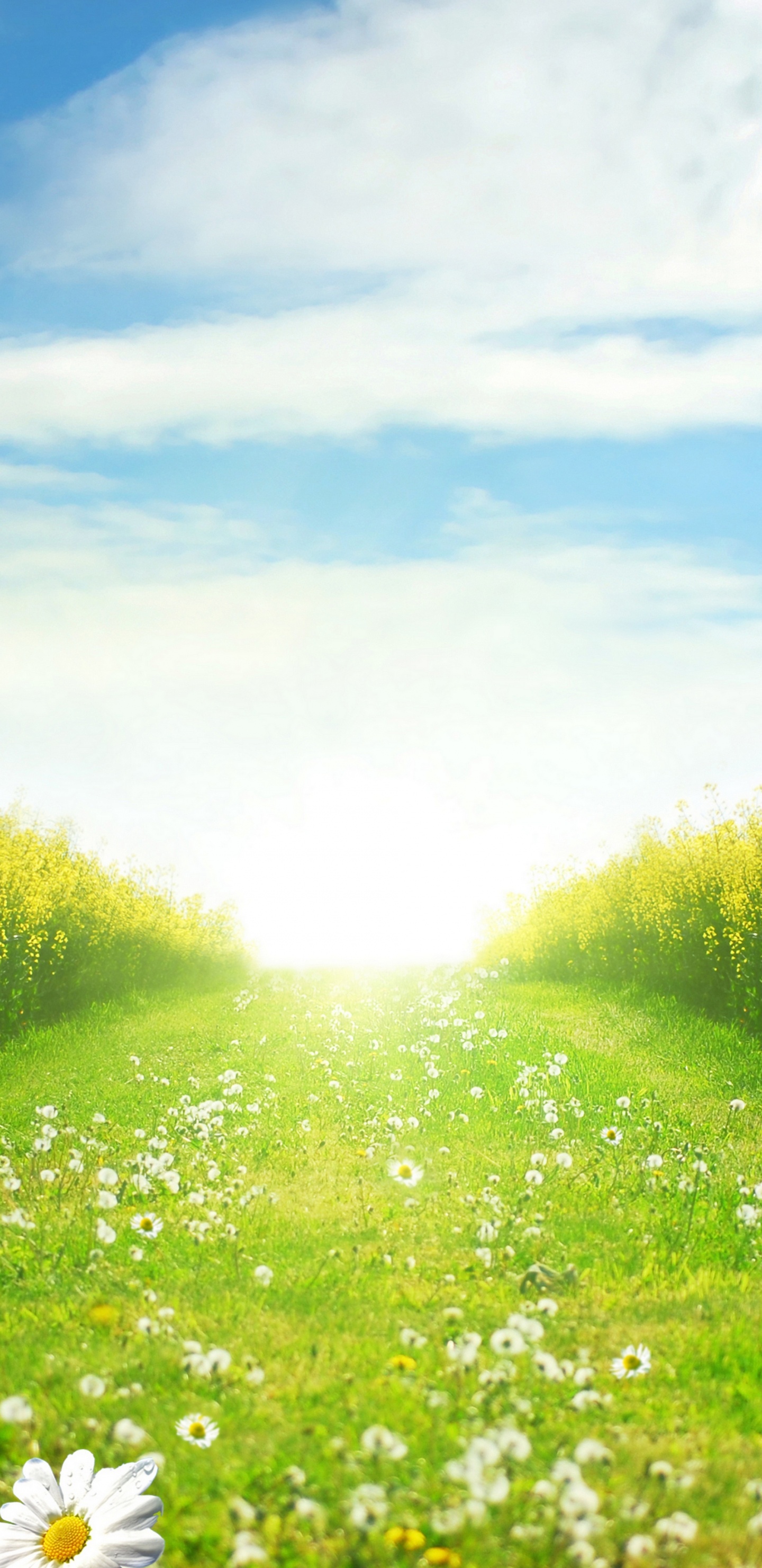 White Flowers on Green Grass Field Under Blue Sky During Daytime. Wallpaper in 1440x2960 Resolution