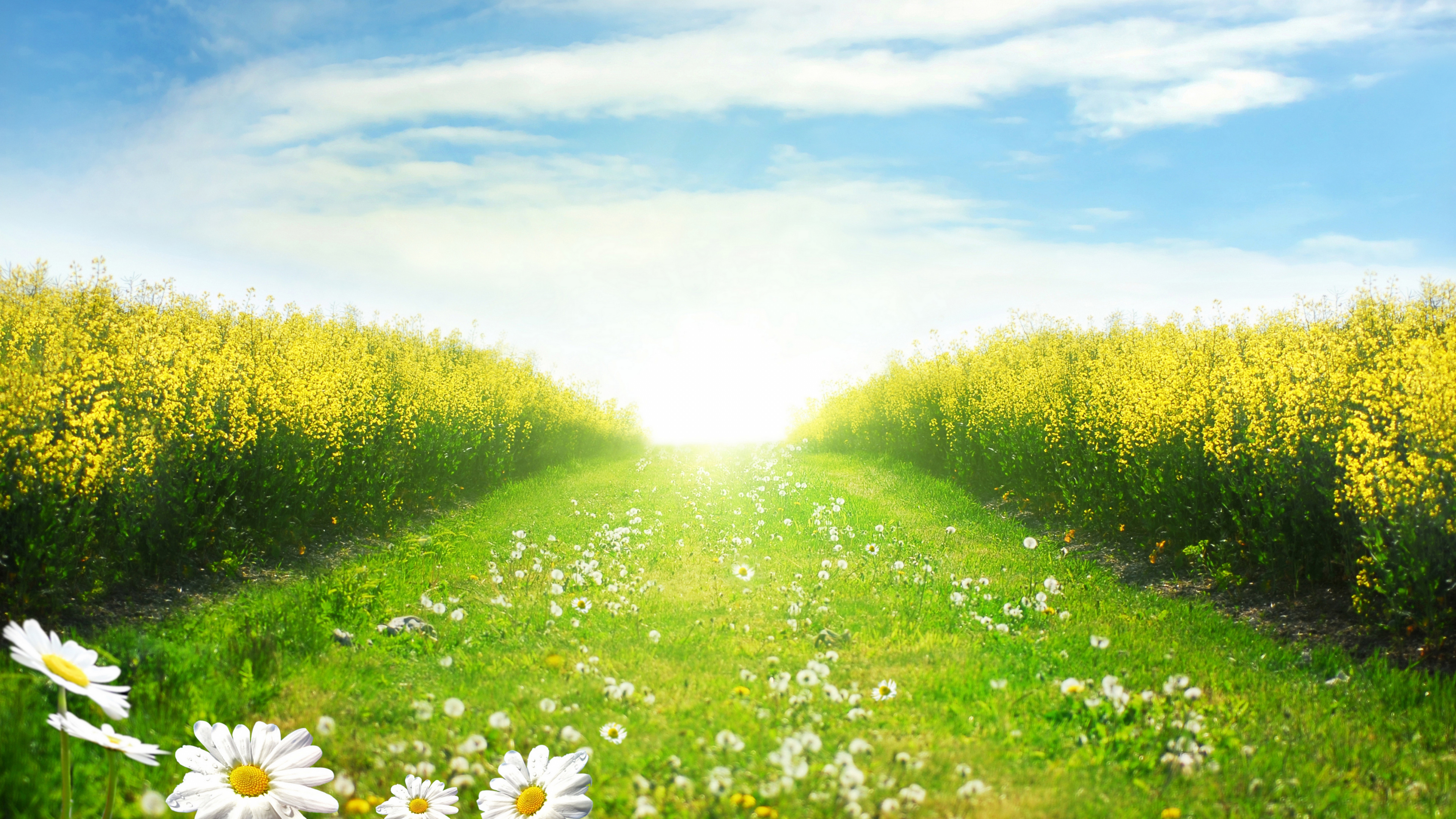 White Flowers on Green Grass Field Under Blue Sky During Daytime. Wallpaper in 3840x2160 Resolution