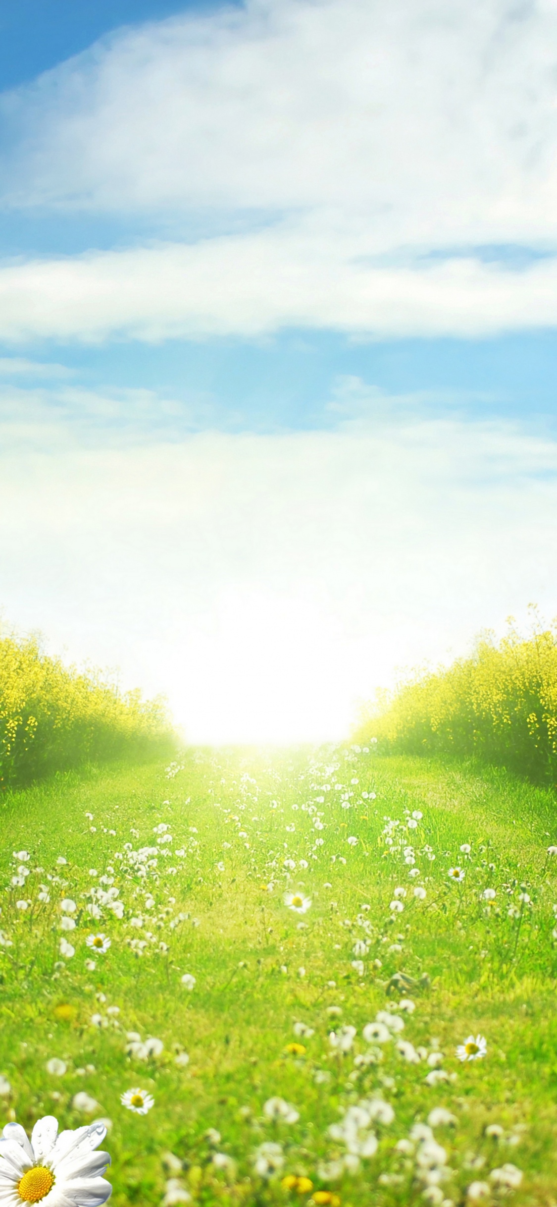 Flores Blancas en el Campo de Hierba Verde Bajo un Cielo Azul Durante el Día. Wallpaper in 1125x2436 Resolution