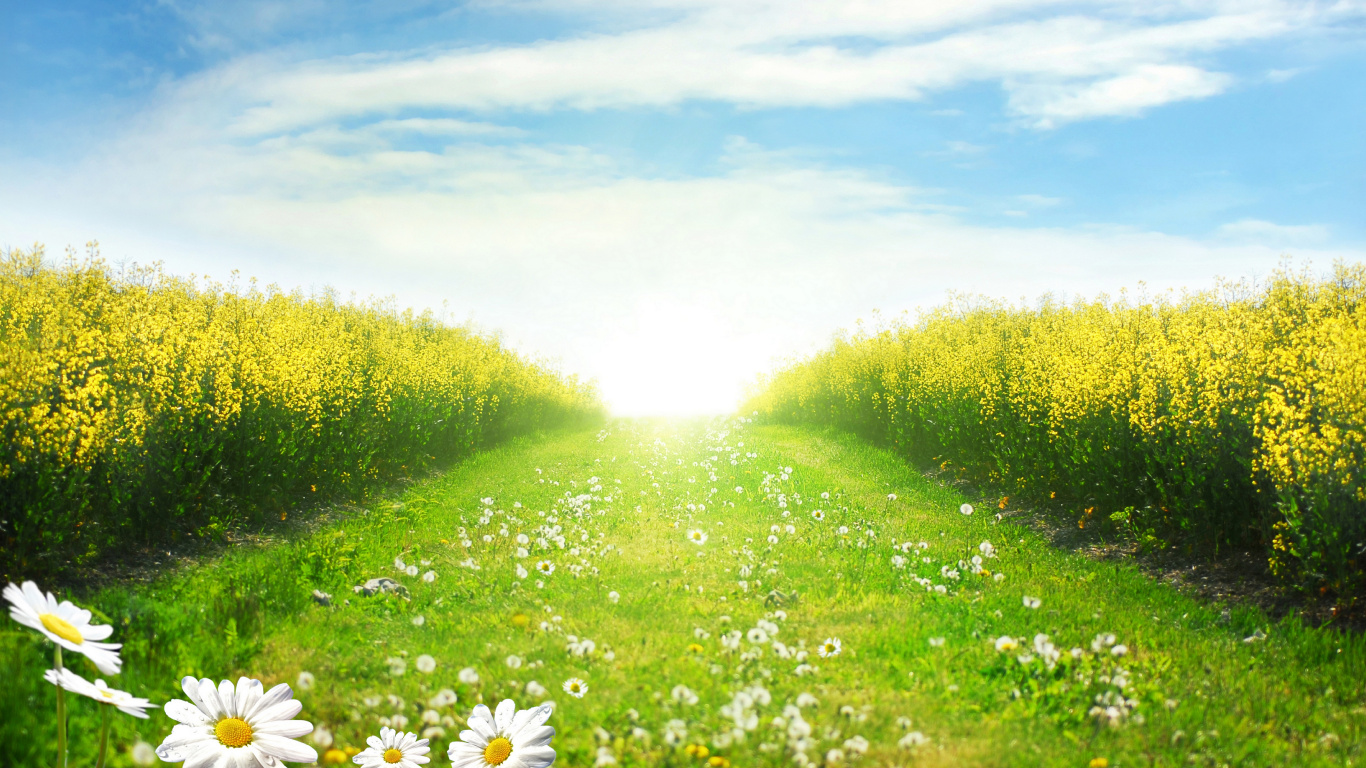 Flores Blancas en el Campo de Hierba Verde Bajo un Cielo Azul Durante el Día. Wallpaper in 1366x768 Resolution