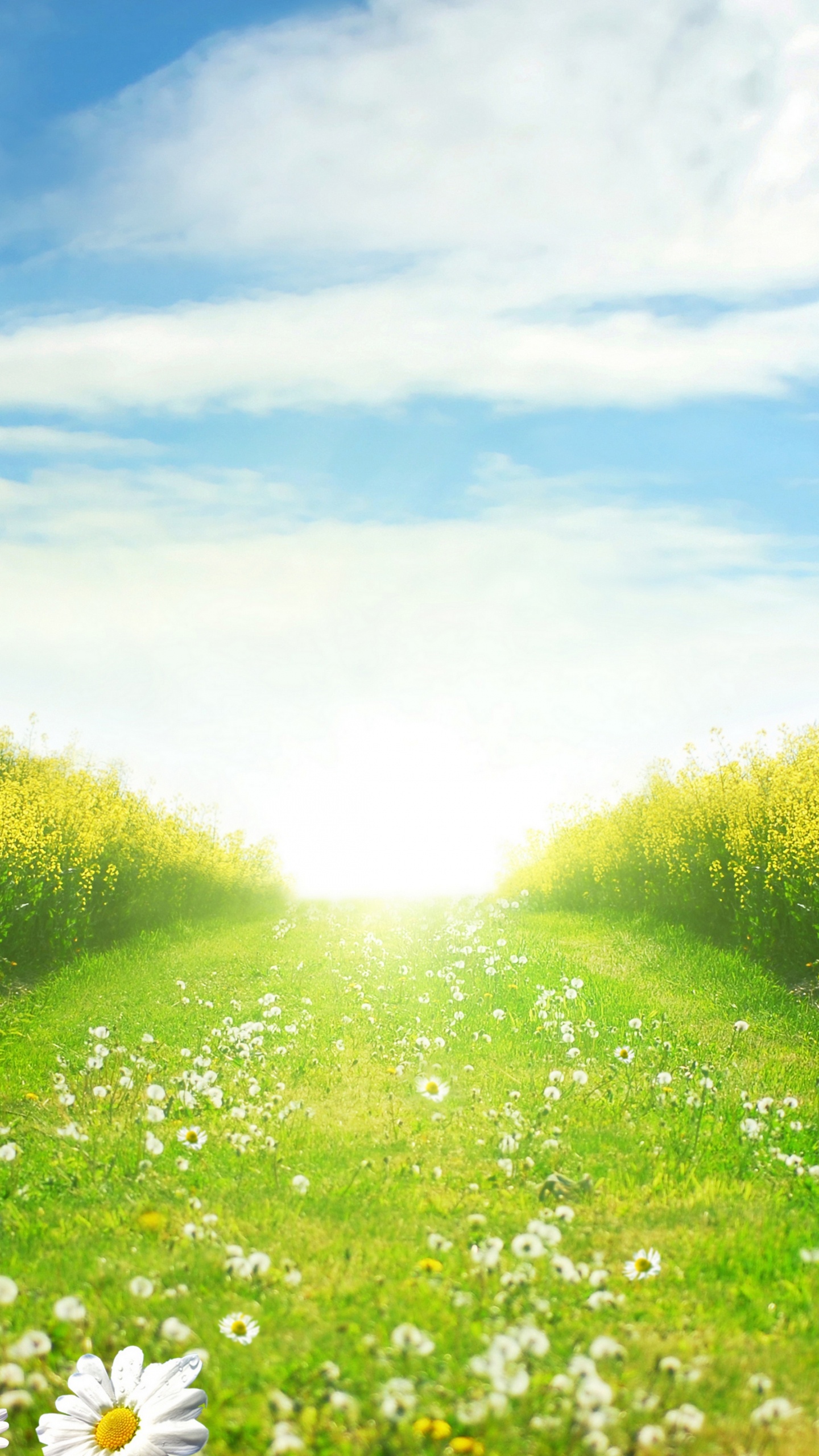 Flores Blancas en el Campo de Hierba Verde Bajo un Cielo Azul Durante el Día. Wallpaper in 1440x2560 Resolution