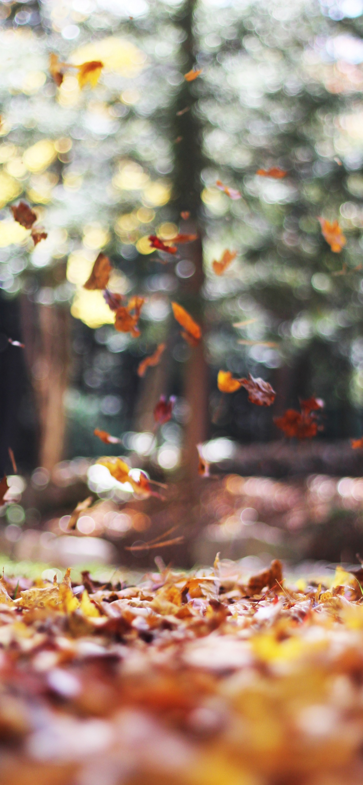 Autumn, IOS 14, Ios, Leaf, Plant. Wallpaper in 1242x2688 Resolution