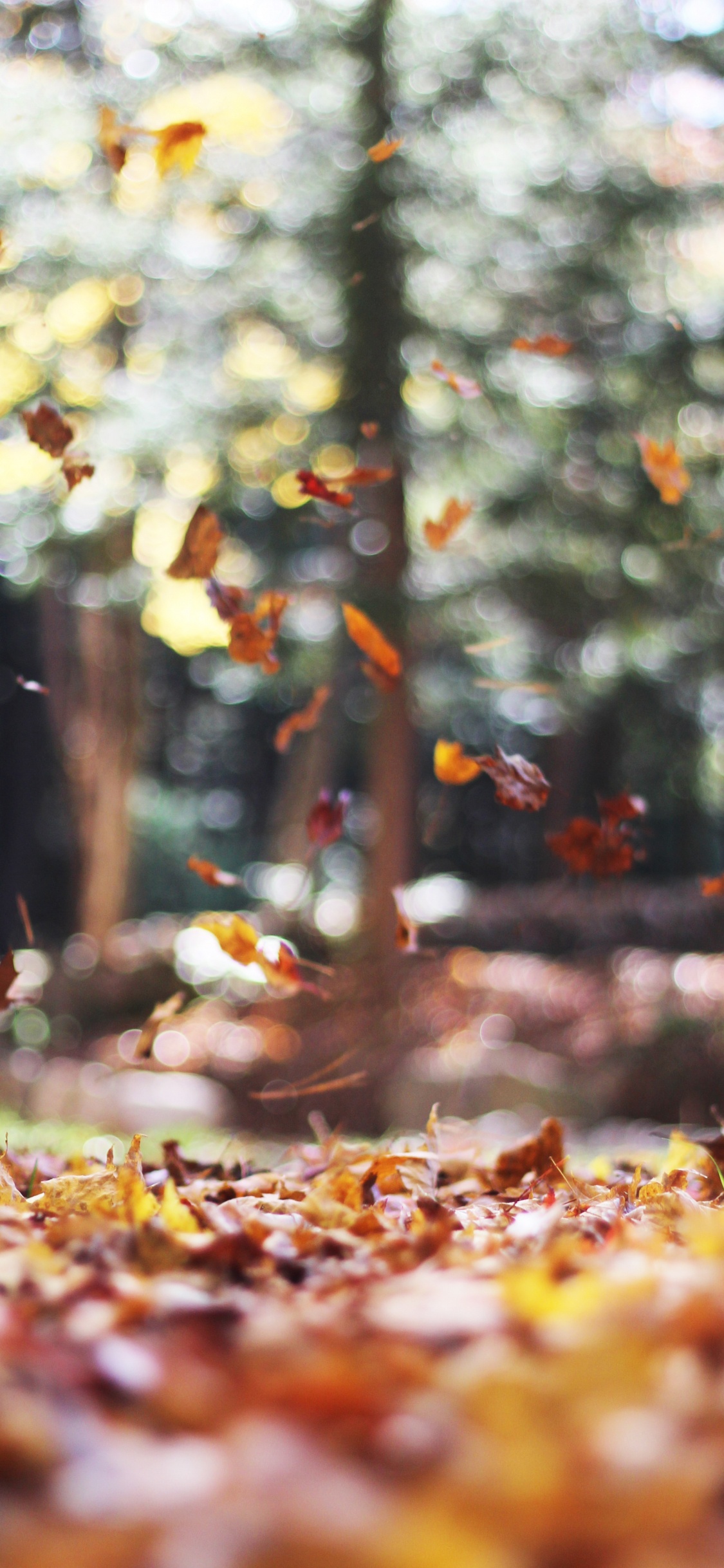 Herbst, IOS 14, Ios, Blatt, Holz. Wallpaper in 1125x2436 Resolution