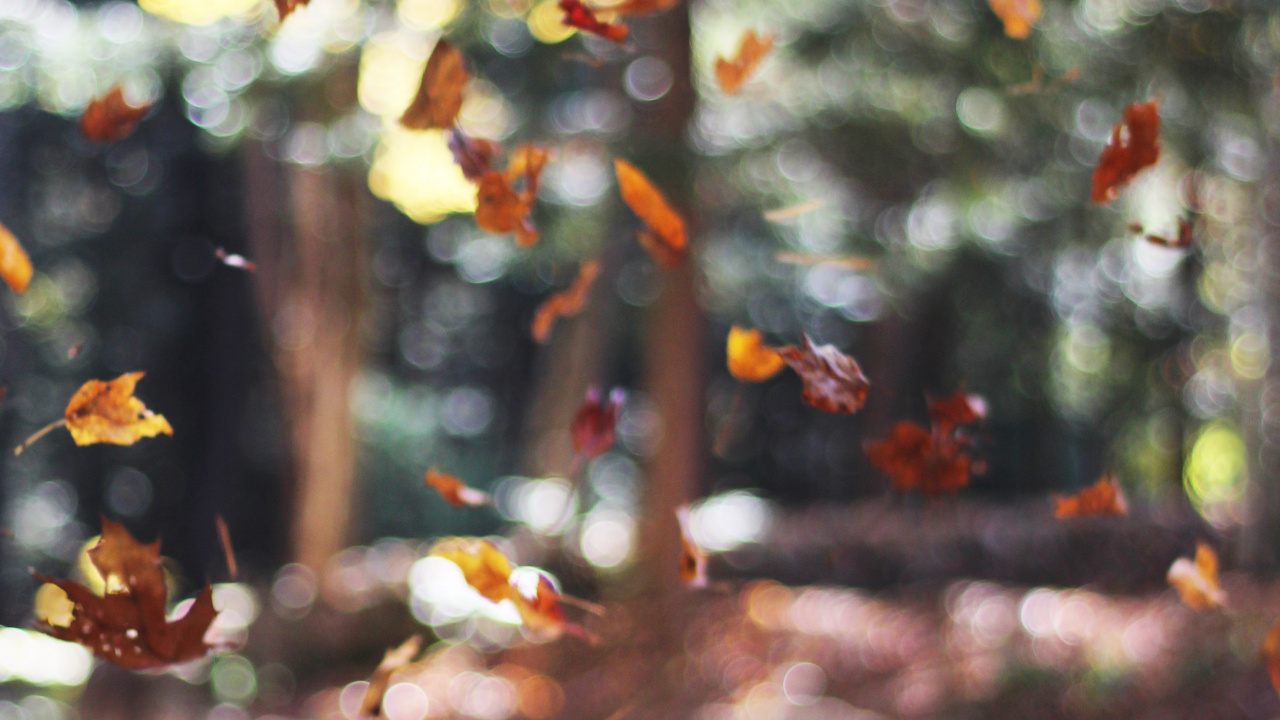 Herbst, IOS 14, Ios, Blatt, Holz. Wallpaper in 1280x720 Resolution