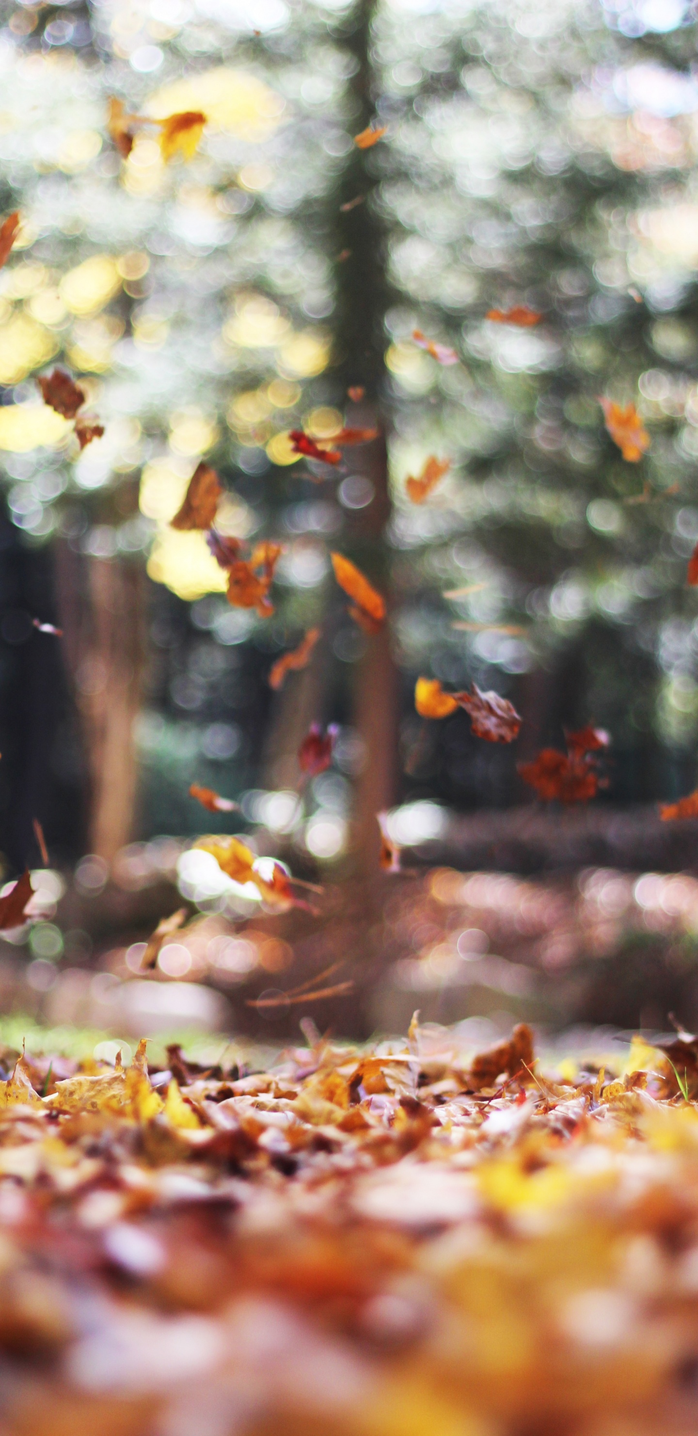 Herbst, IOS 14, Ios, Blatt, Holz. Wallpaper in 1440x2960 Resolution