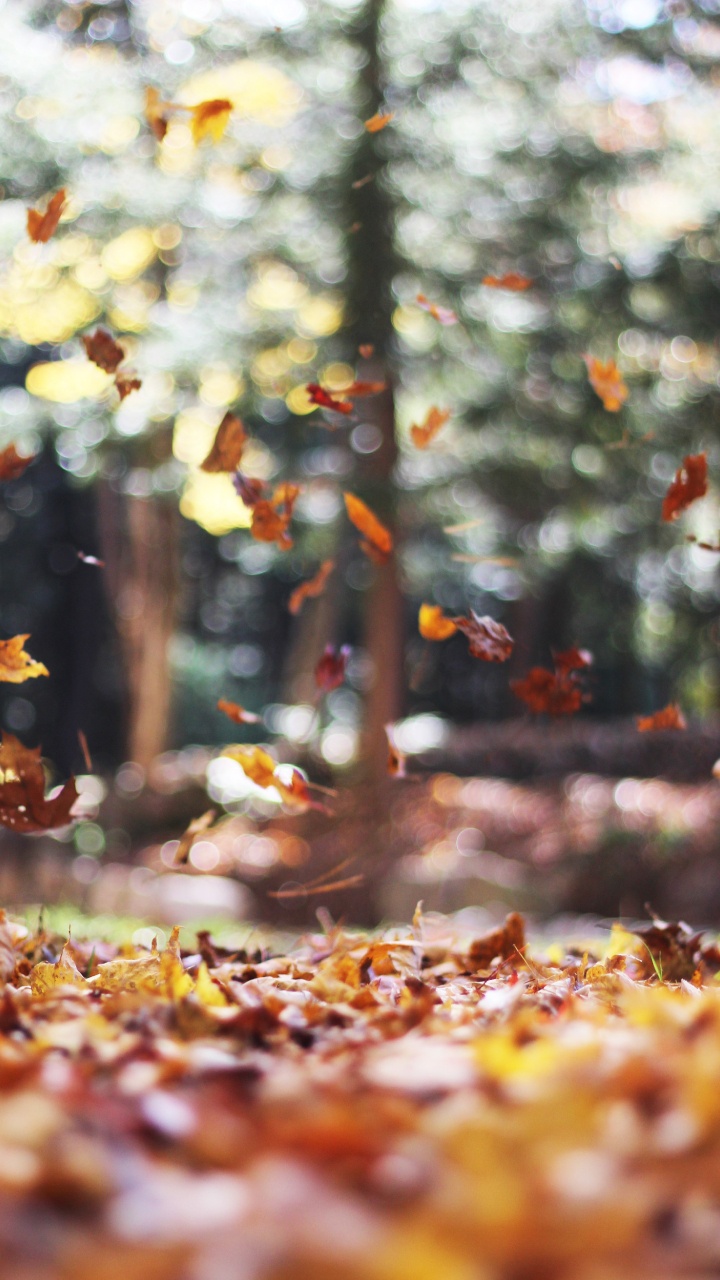 Herbst, IOS 14, Ios, Blatt, Holz. Wallpaper in 720x1280 Resolution