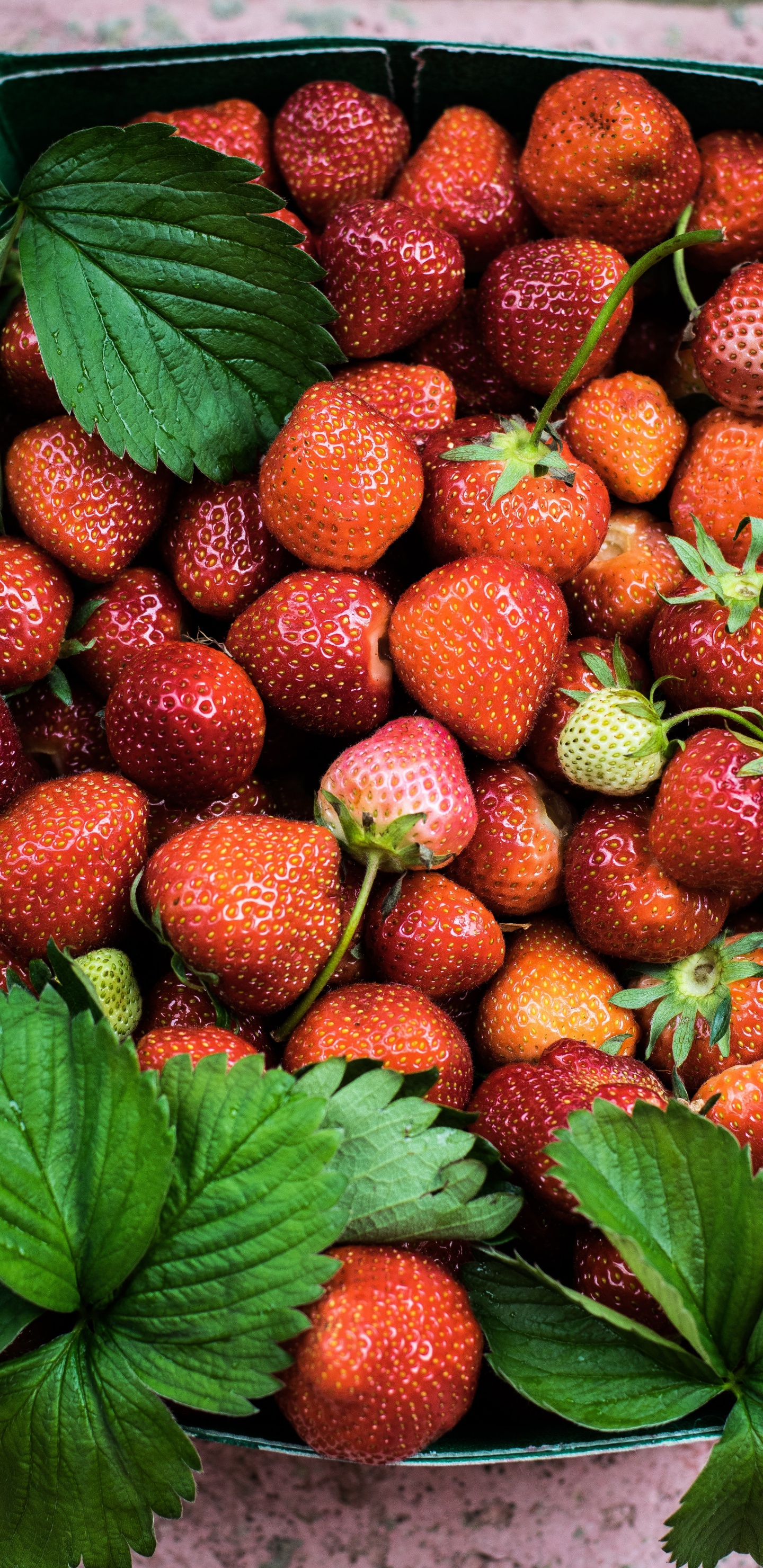 Rote Erdbeeren Auf Grünen Blättern. Wallpaper in 1440x2960 Resolution