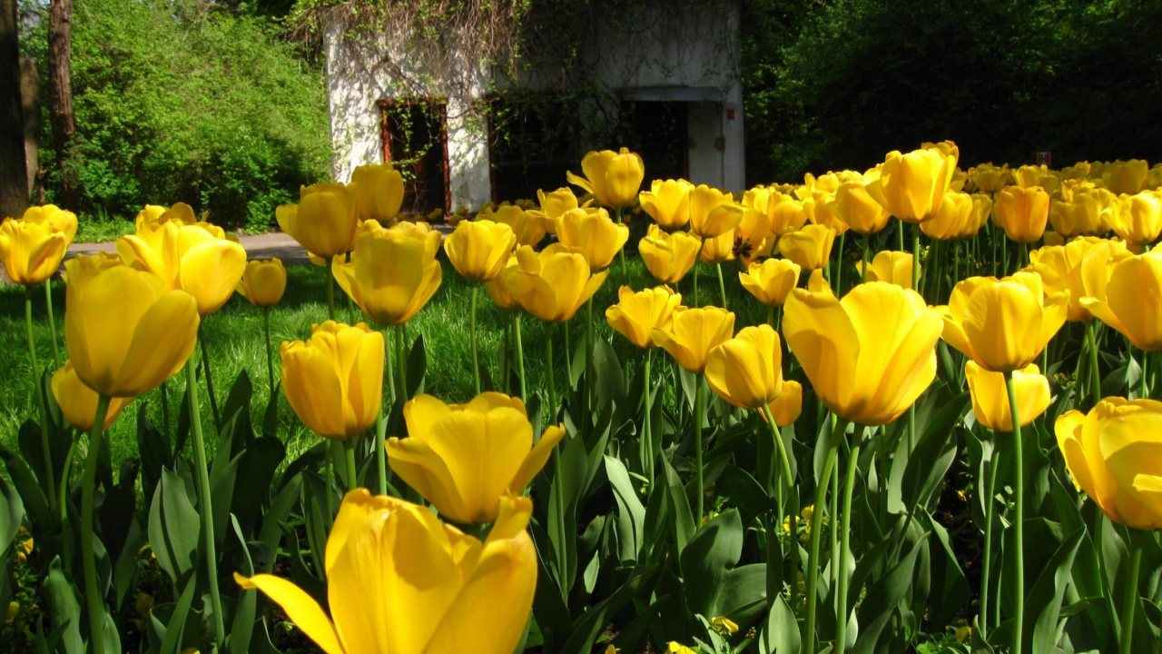 Tulipes Jaunes en Fleurs Pendant la Journée. Wallpaper in 1280x720 Resolution