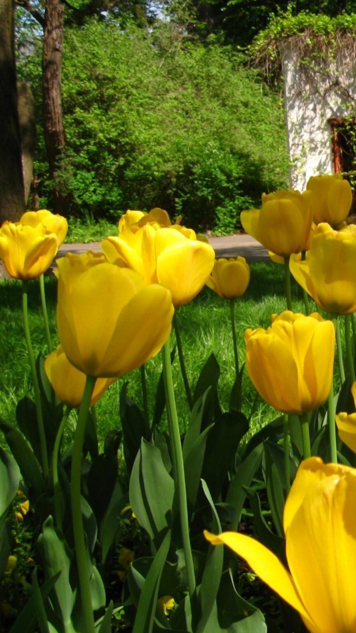 Tulipes Jaunes en Fleurs Pendant la Journée. Wallpaper in 720x1280 Resolution