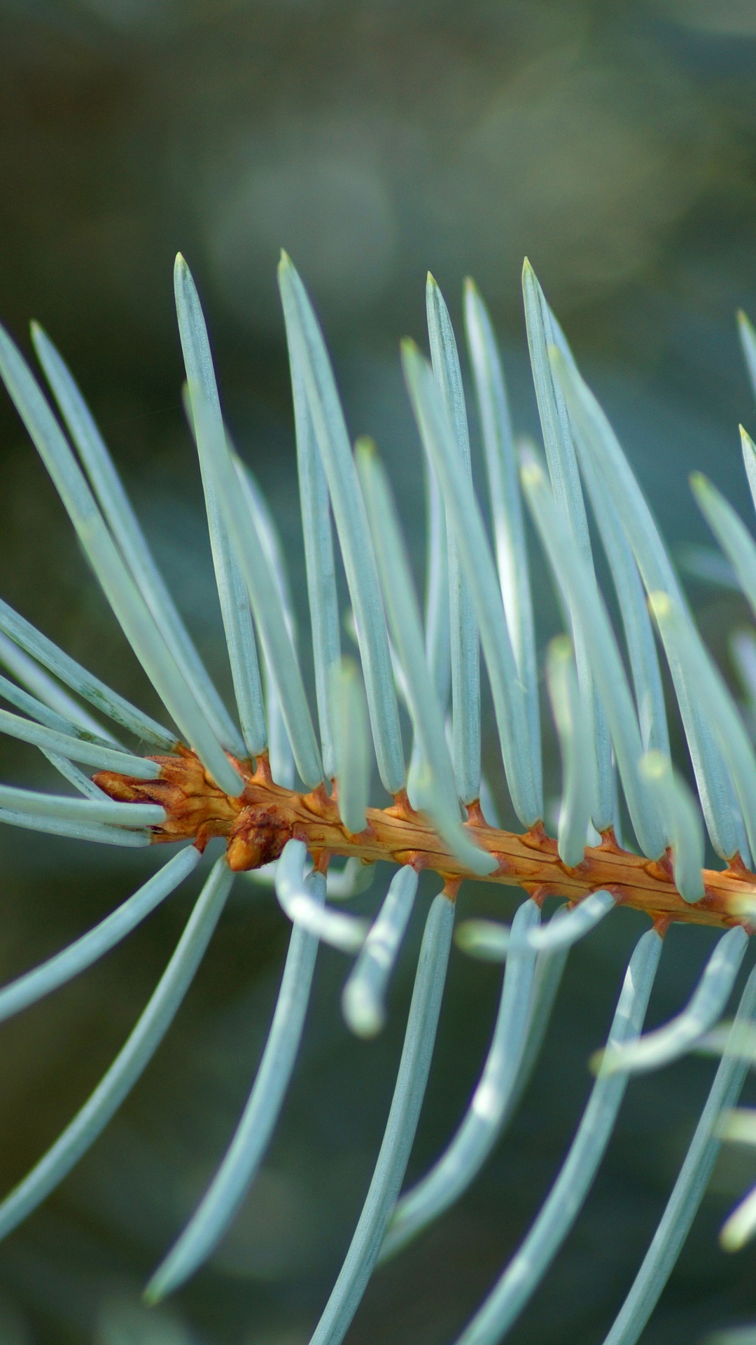 Plante Blanche et Verte en Photographie Rapprochée. Wallpaper in 1080x1920 Resolution