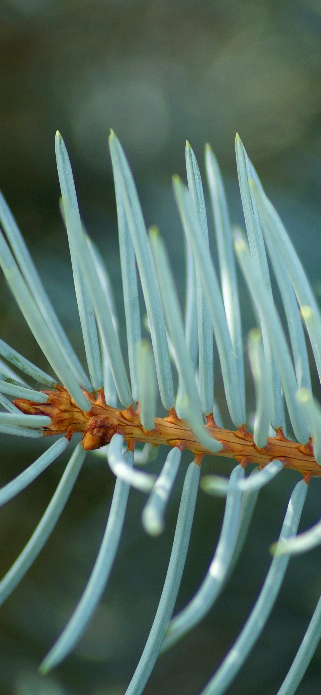 Planta Blanca y Verde en Fotografía de Cerca. Wallpaper in 1125x2436 Resolution