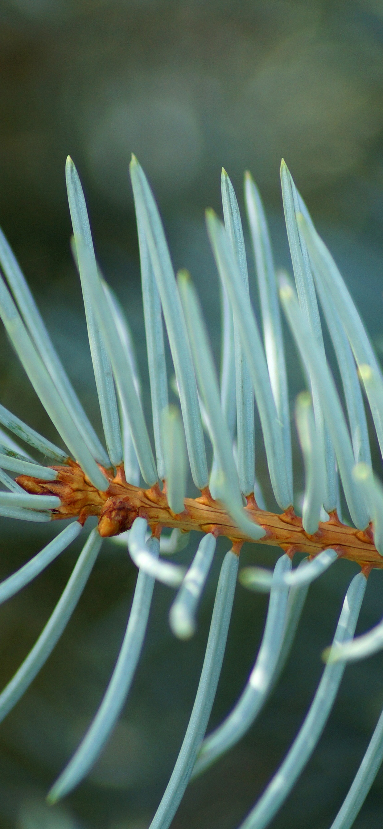 Planta Blanca y Verde en Fotografía de Cerca. Wallpaper in 1242x2688 Resolution