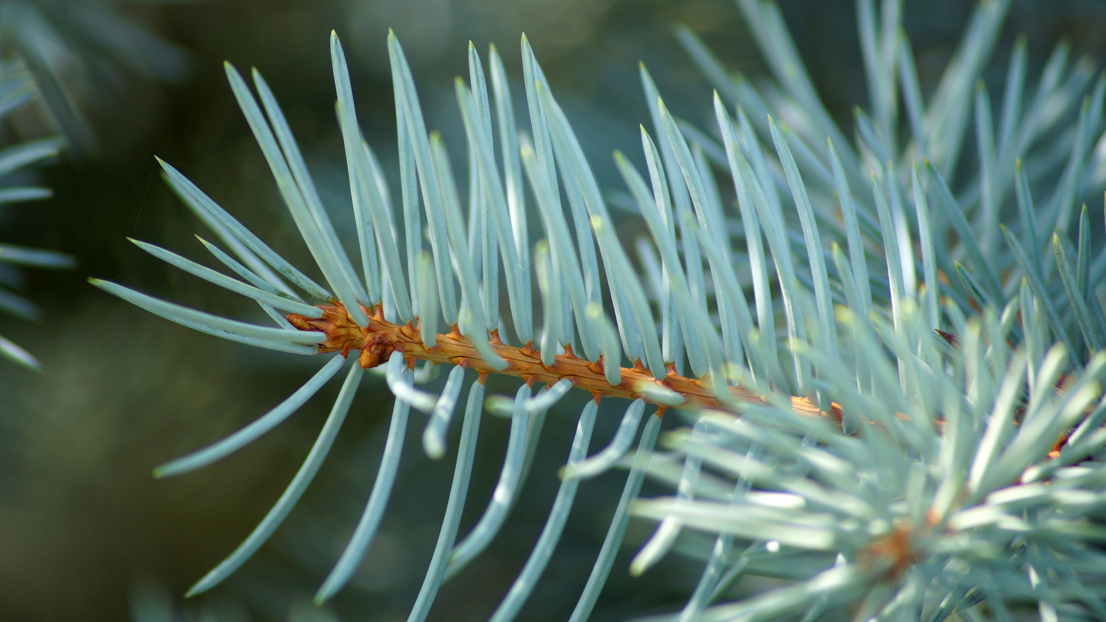 Fir, 云杉, 针叶树, 生物群落, Evergreen 壁纸 3840x2160 允许