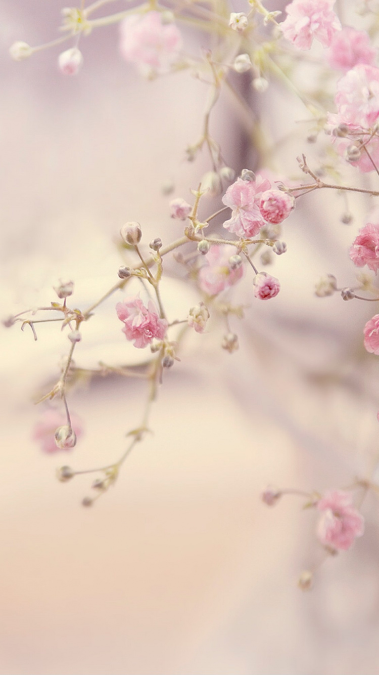 Flower, Pink Flowers, Rose, Pink, Blossom. Wallpaper in 750x1334 Resolution