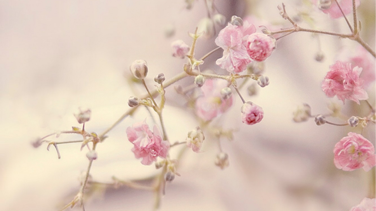 Rosa Blumen, Rose, Pink, Frühjahr, Kirschblüte. Wallpaper in 1280x720 Resolution