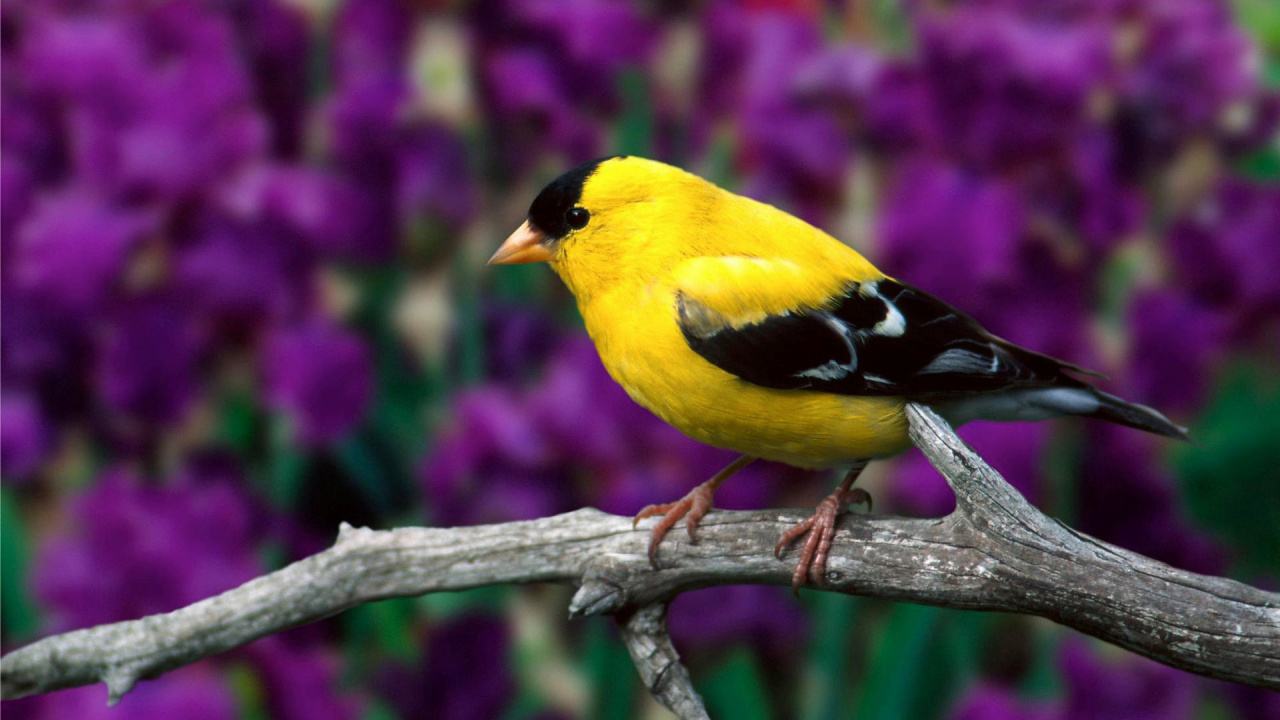 Yellow and Black Bird on Tree Branch. Wallpaper in 1280x720 Resolution