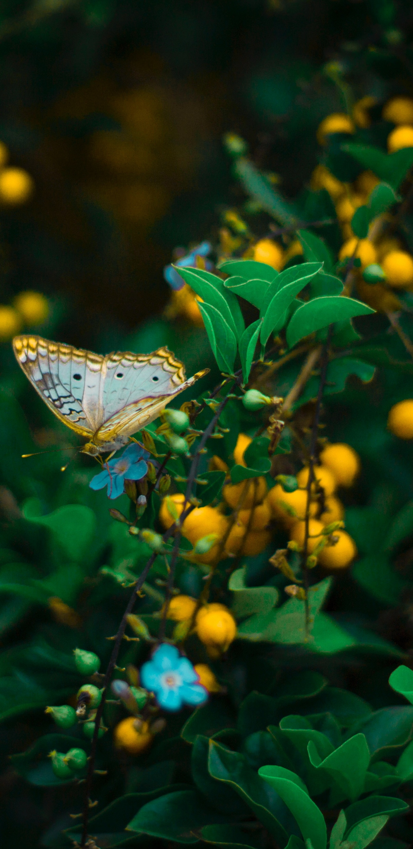 Cynthia Untergattung, Butterfly, Gr, Insekt, Blatt. Wallpaper in 1440x2960 Resolution