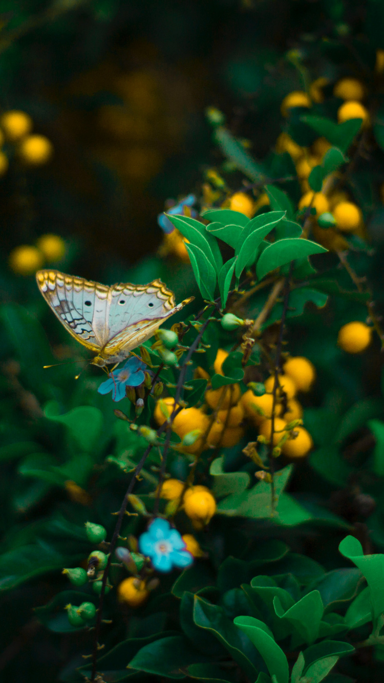 Cynthia Sous-genre, Green, Insecte, Feuille, Les Papillons et Les Papillons. Wallpaper in 750x1334 Resolution