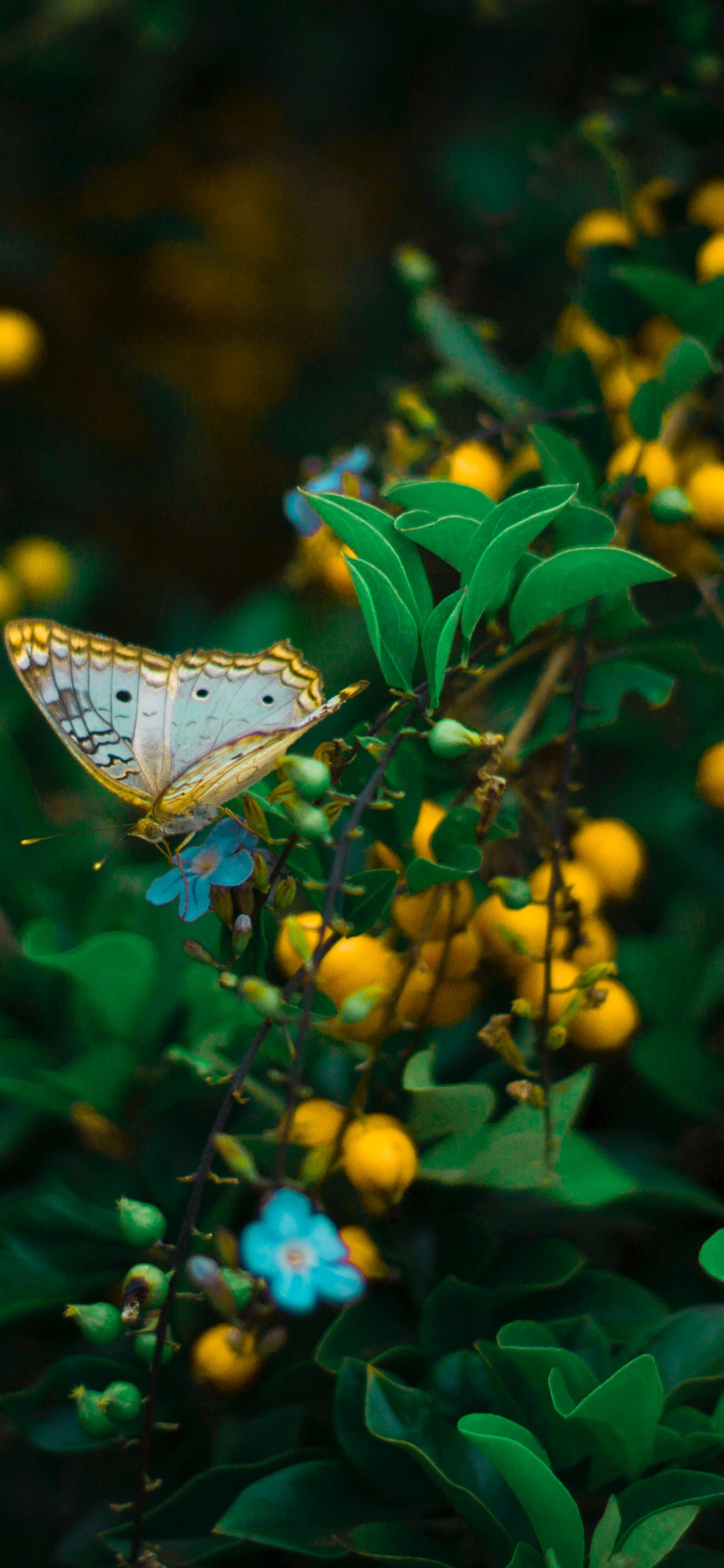 Cynthia Subgenus, Butterfly, Green, Insect, Leaf. Wallpaper in 1125x2436 Resolution