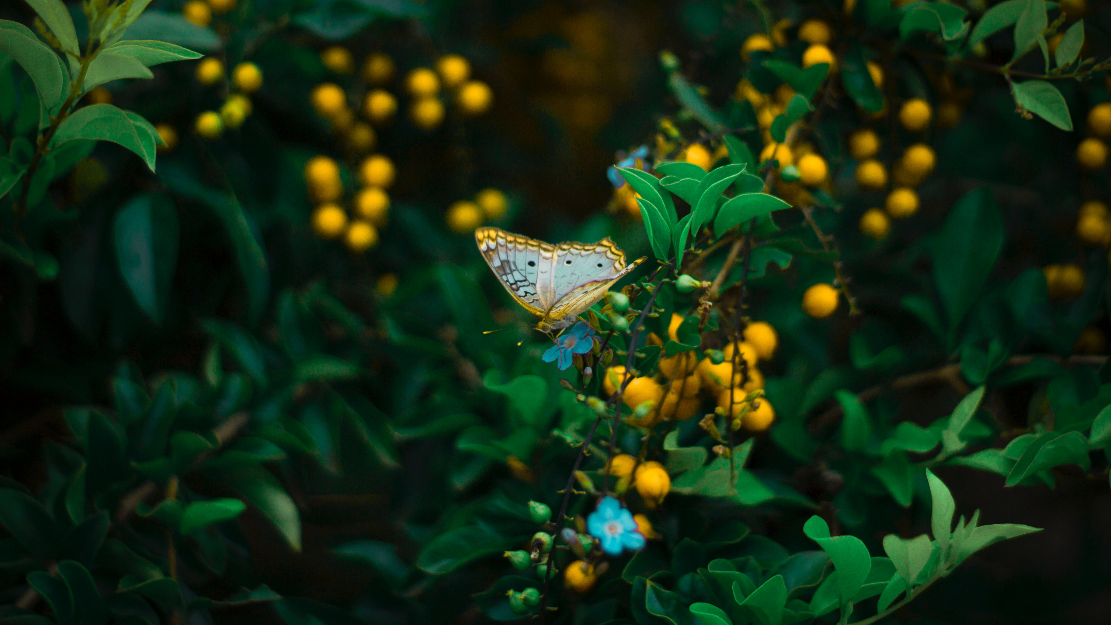 Cynthia Subgenus, Butterfly, Green, Insect, Leaf. Wallpaper in 3840x2160 Resolution