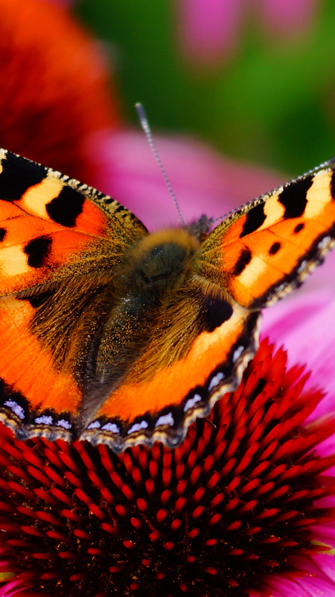 Nectar, Lepidoptera, Small Tortoiseshell, Chinese Peacock Butterfly, Painted Lady. Wallpaper in 1080x1920 Resolution